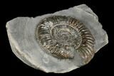 Ammonite (Dactylioceras) Fossil - England #181888-1